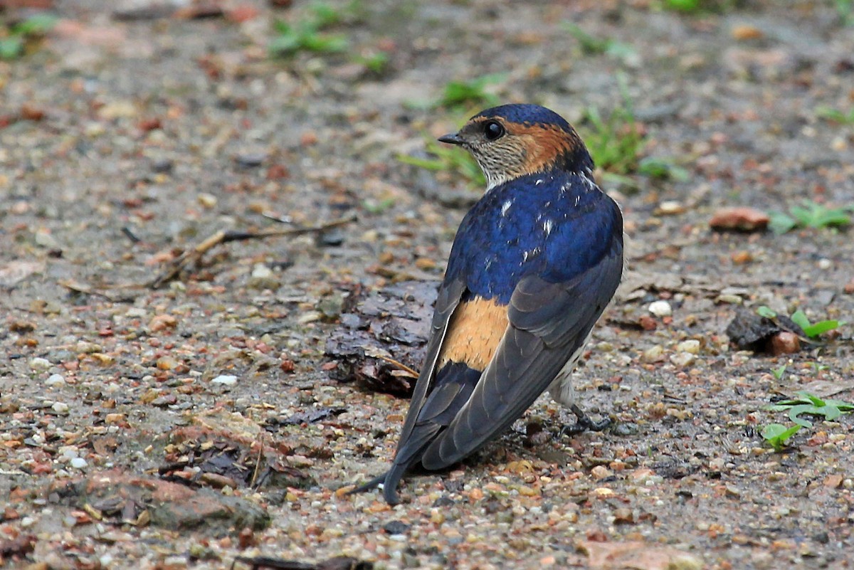 Red-rumped Swallow (Red-rumped) - Phillip Edwards