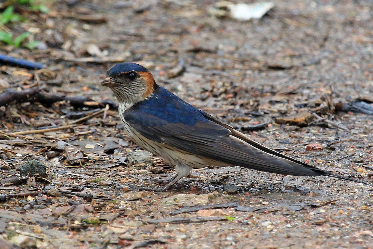 Red-rumped Swallow (Red-rumped) - Phillip Edwards