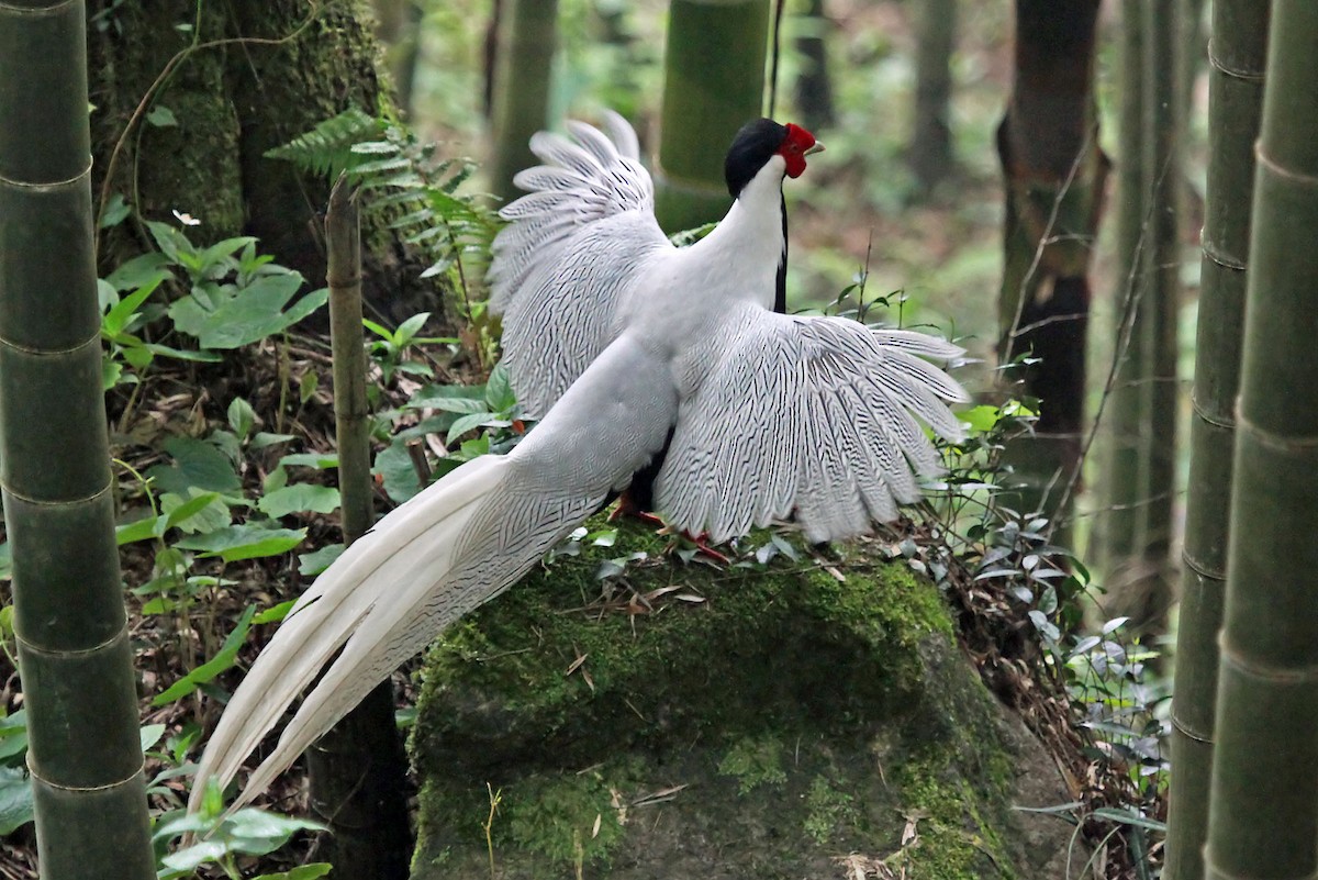 Silver Pheasant - ML204859781