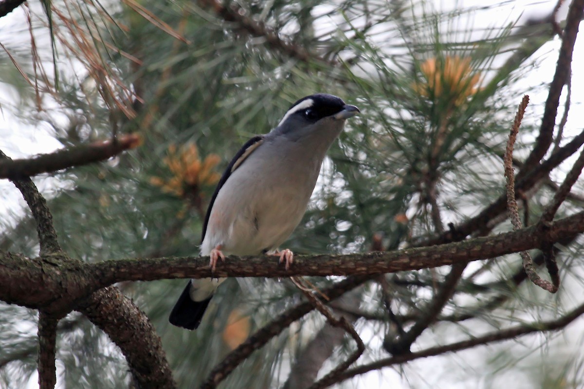 White-browed Shrike-Babbler (Gray-breasted) - ML204859811