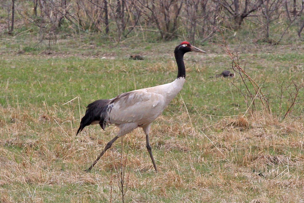 Black-necked Crane - ML204859981