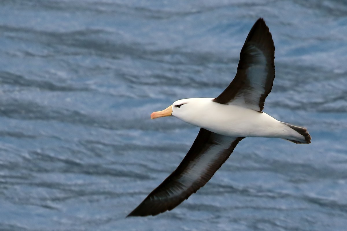 Black-browed Albatross (Black-browed) - Phillip Edwards