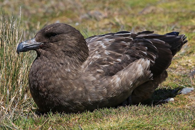 Brown Skua (Subantarctic)