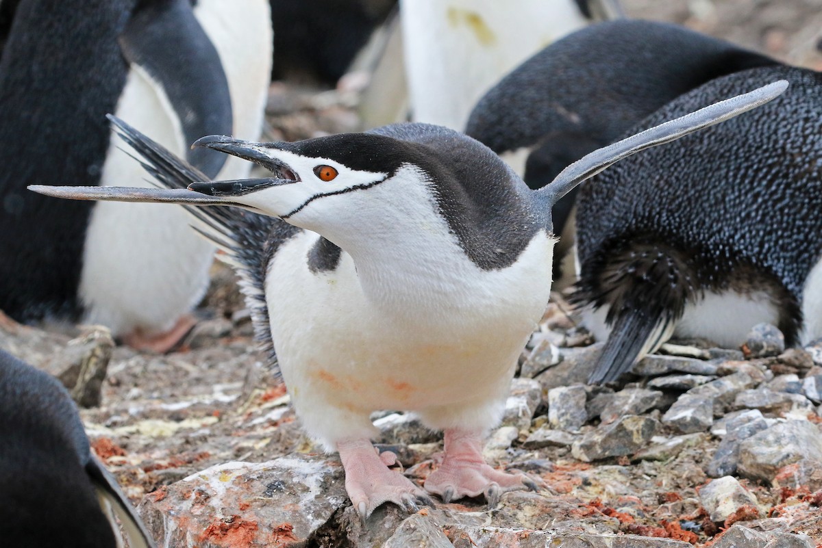 Chinstrap Penguin - Phillip Edwards