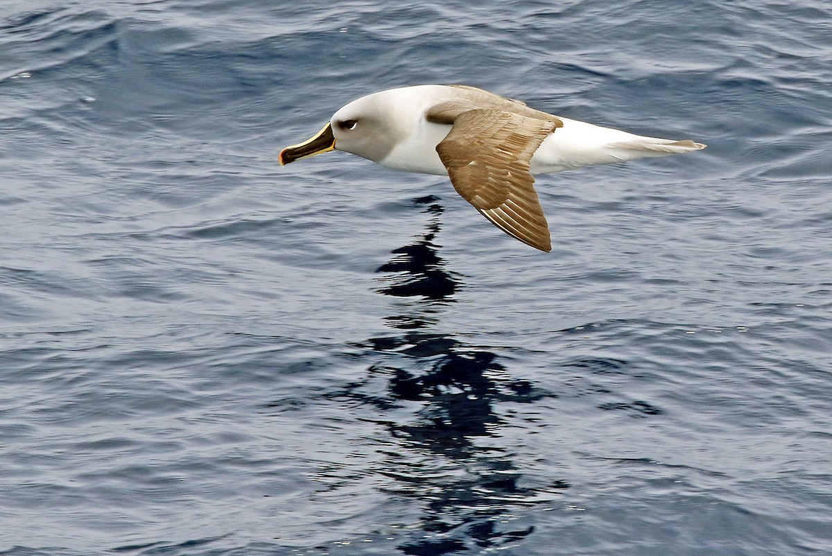 Gray-headed Albatross - Phillip Edwards