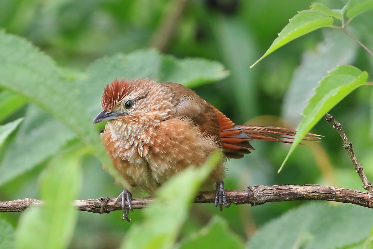 Spot-breasted Thornbird - Phillip Edwards