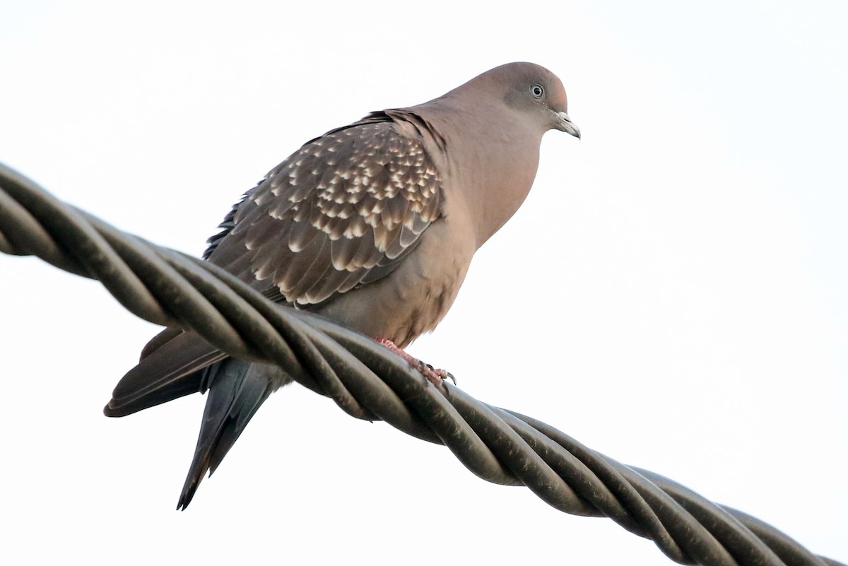 Spot-winged Pigeon (maculosa) - Phillip Edwards