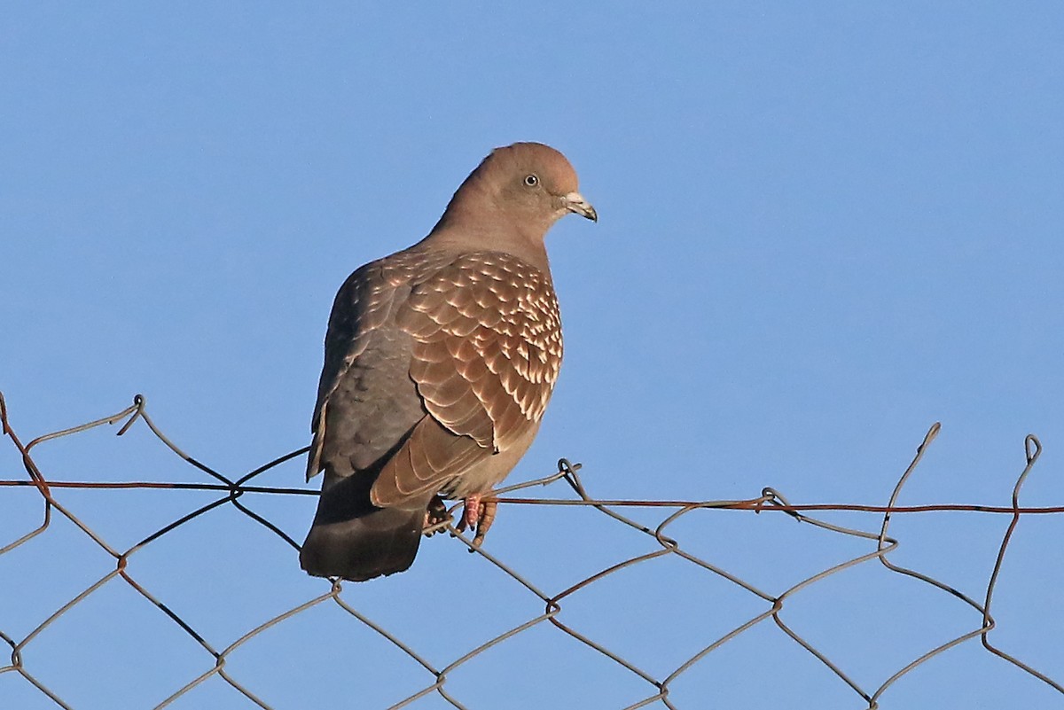 Spot-winged Pigeon - ML204860721