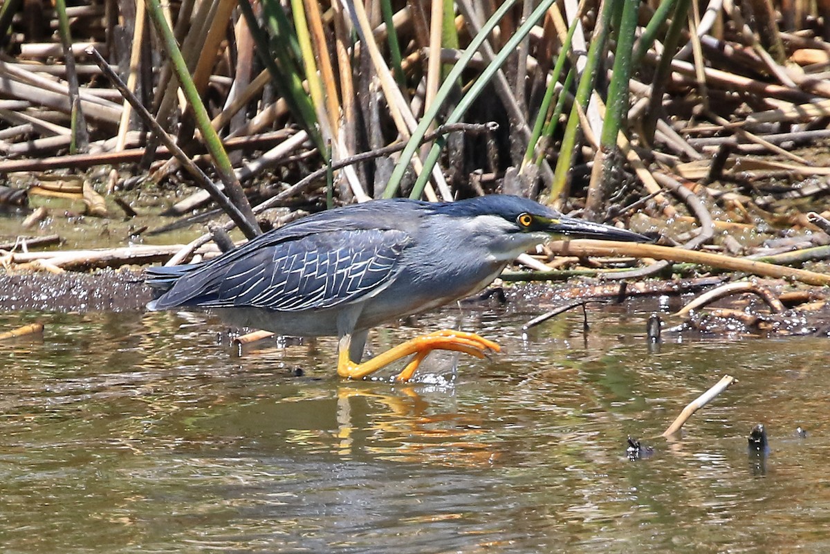 Striated Heron (South American) - Phillip Edwards