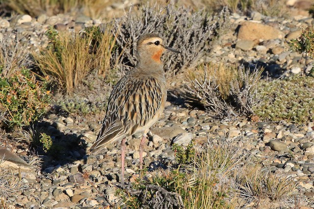 Dorsal view (subspecies <em class="SciName notranslate">ruficollis</em>). - Tawny-throated Dotterel - 