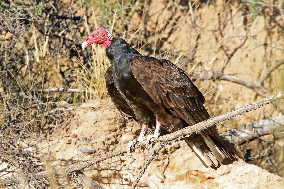 Turkey Vulture (Tropical) - Phillip Edwards