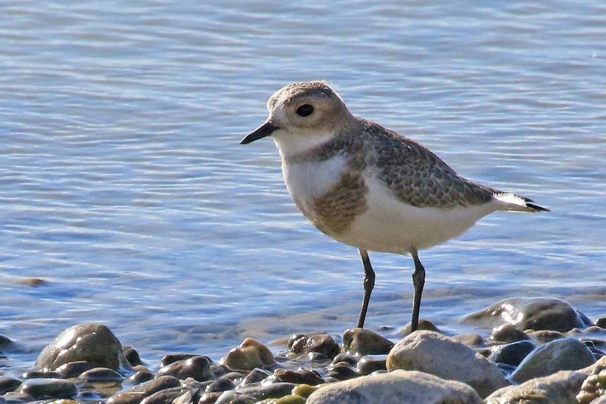 Two-banded Plover - ML204860911