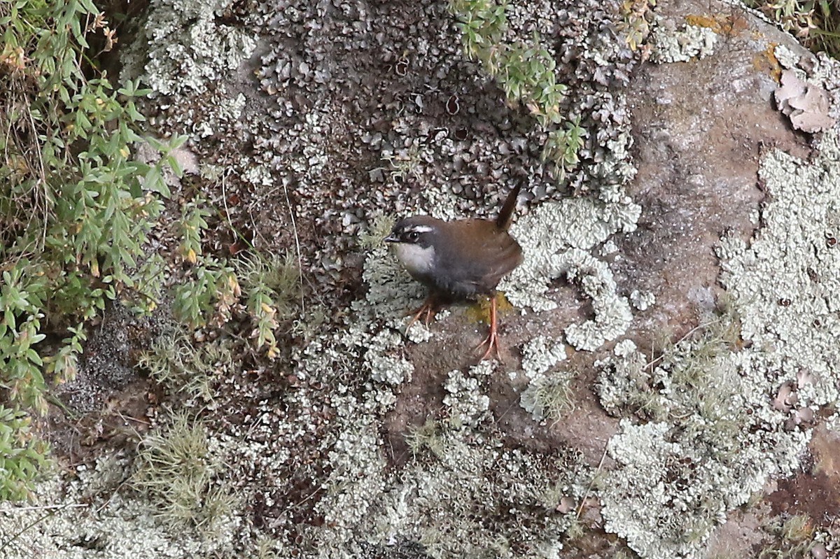 White-browed Tapaculo - ML204860991