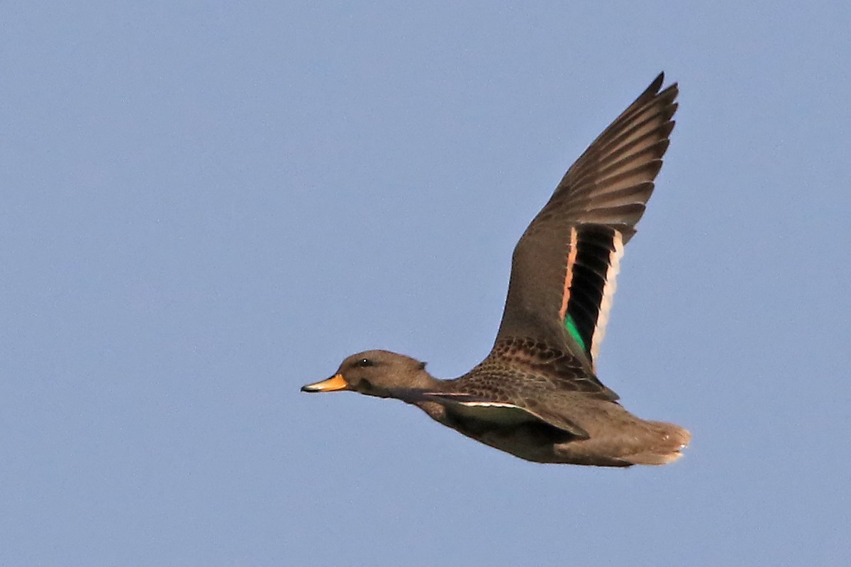 Yellow-billed Teal - Phillip Edwards