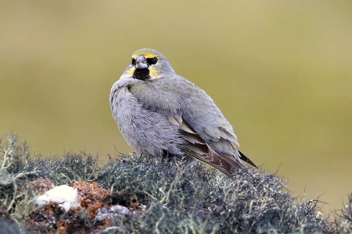 Yellow-bridled Finch (Yellow-tailed) - Phillip Edwards