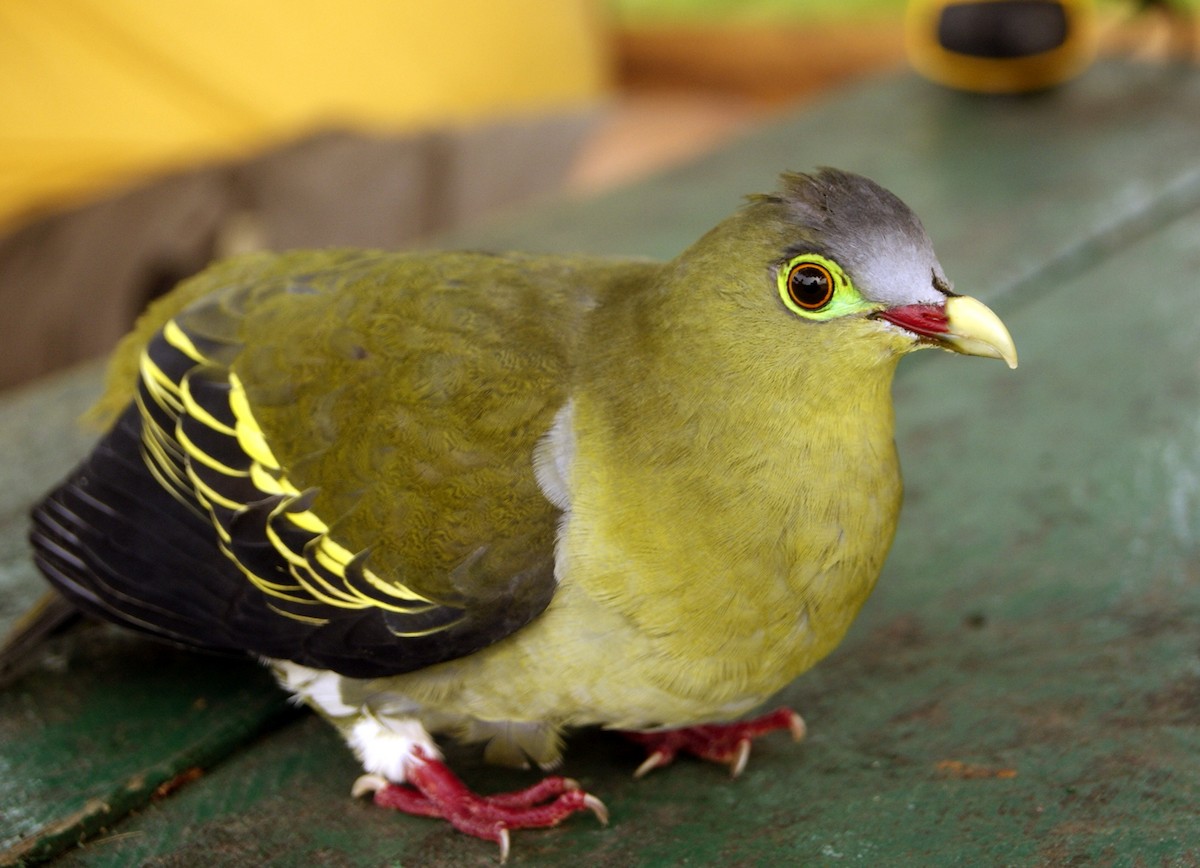 Thick-billed Green-Pigeon - ML204861271