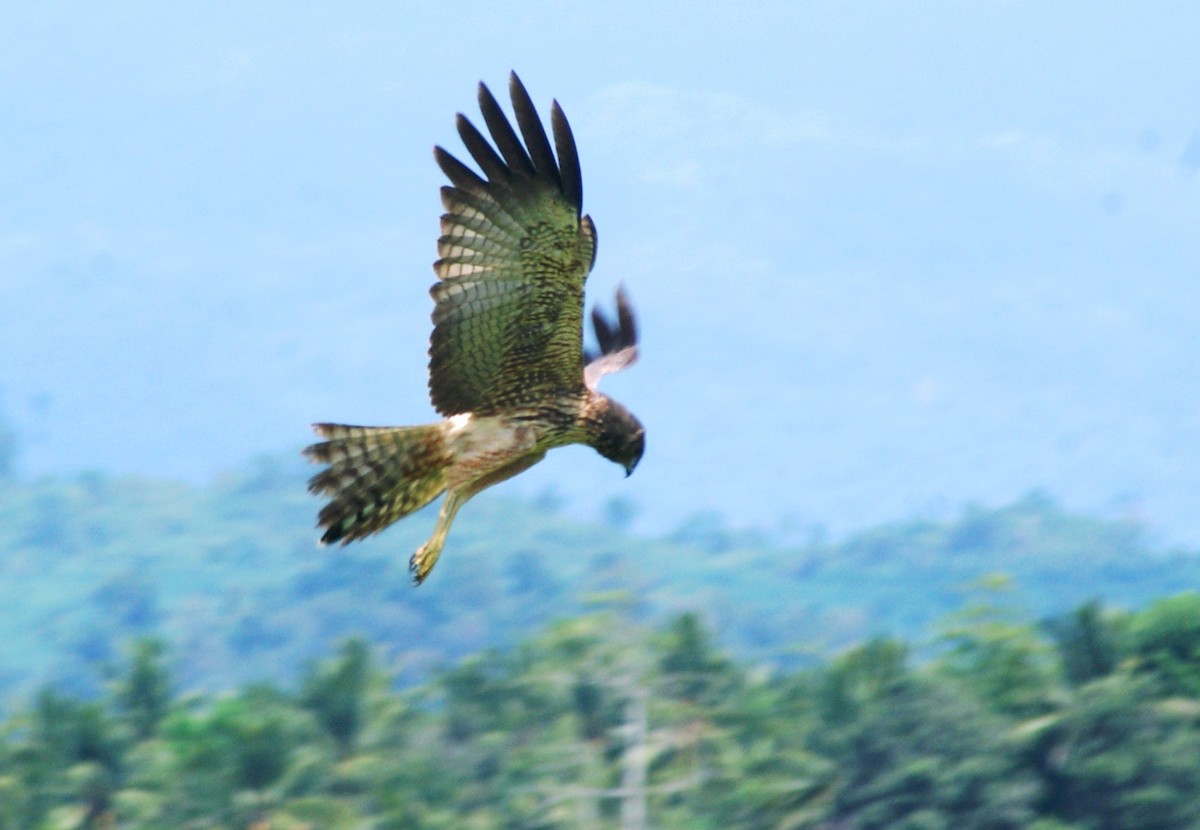 Spotted Harrier - ML204861311