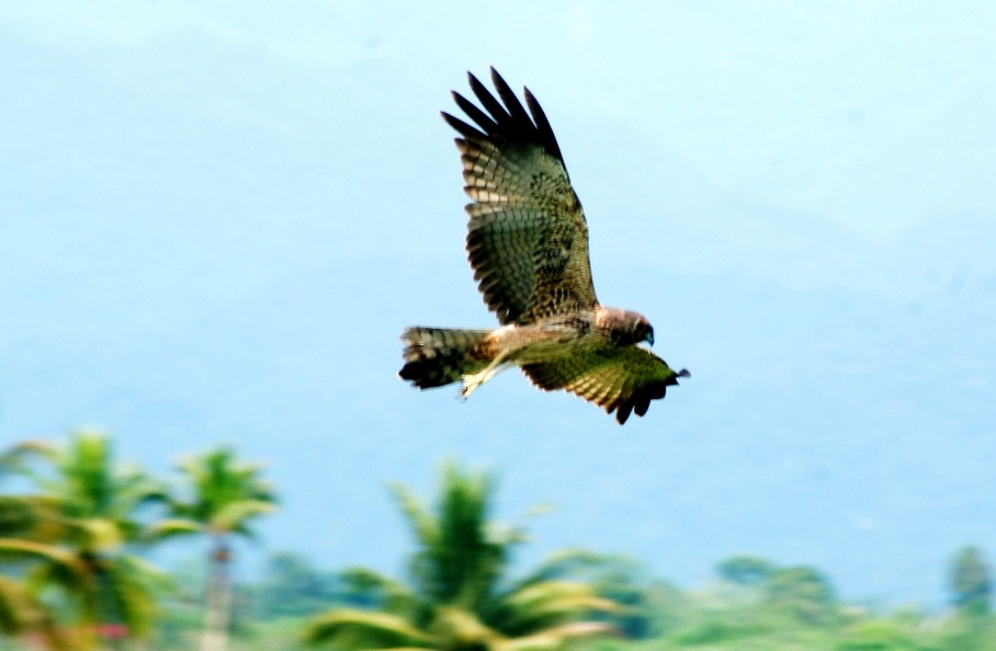 Spotted Harrier - ML204861361