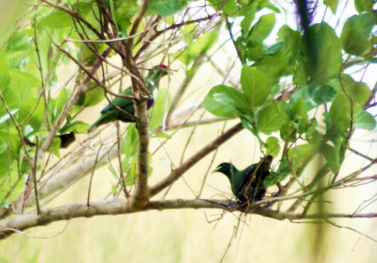 White-breasted Fruit-Dove - ML204861461