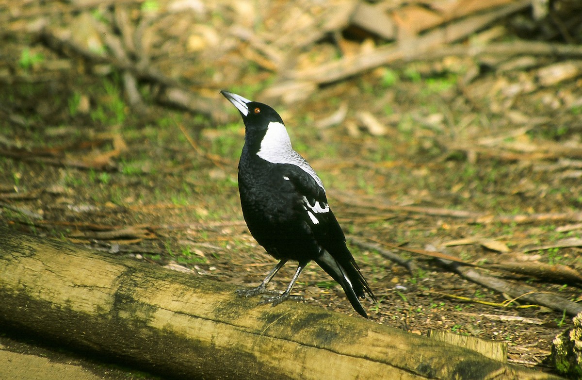 Australian Magpie (White-backed) - ML204861521