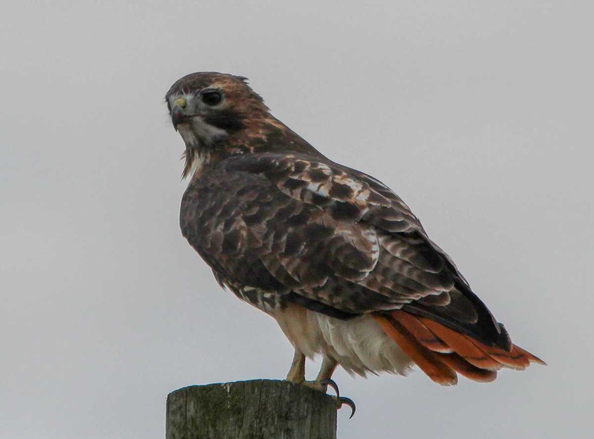 Red-tailed Hawk - ML20486181