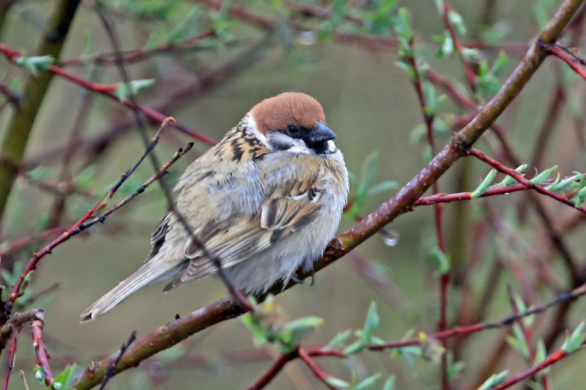 Eurasian Tree Sparrow - ML204861901