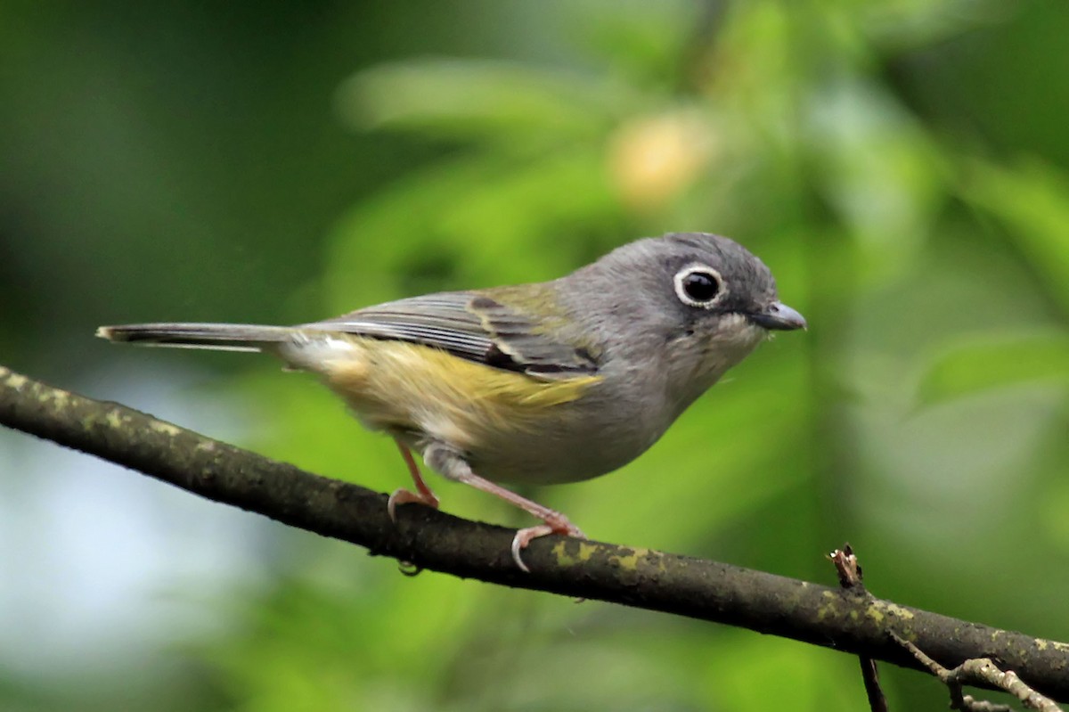 Green Shrike-Babbler (Eye-ringed) - Phillip Edwards