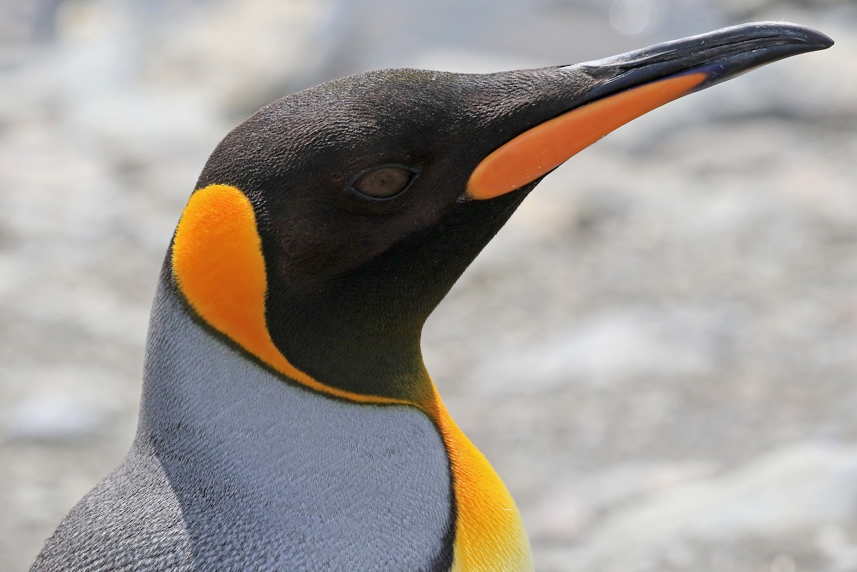 King Penguin - Phillip Edwards
