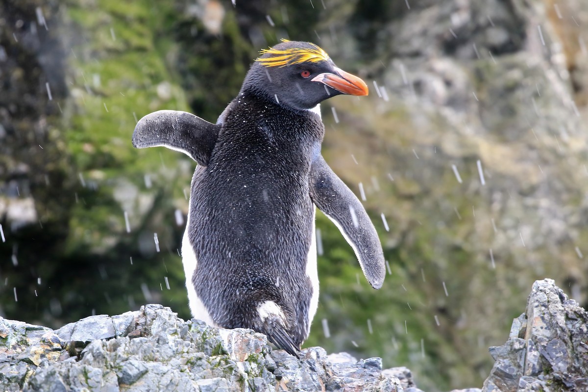 Macaroni Penguin - Phillip Edwards