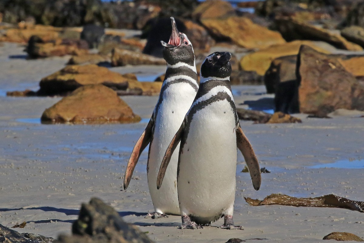 Magellanic Penguin - Phillip Edwards