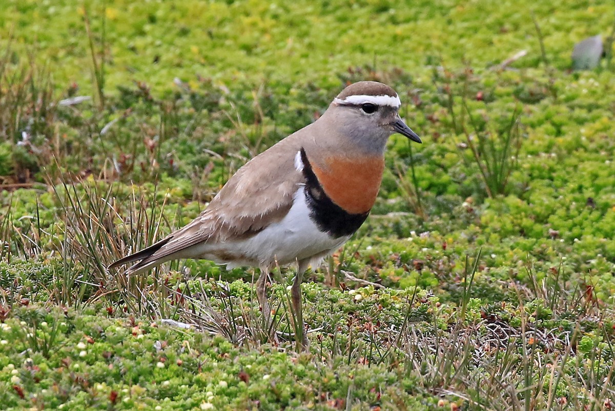 Rufous-chested Dotterel - Phillip Edwards