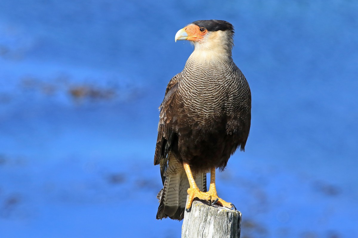 Crested Caracara (Southern) - ML204862611