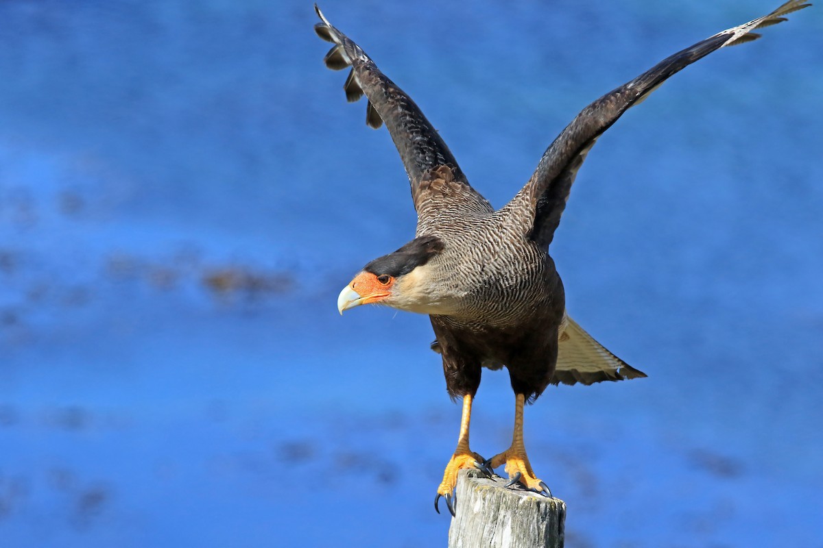 Crested Caracara (Southern) - Phillip Edwards
