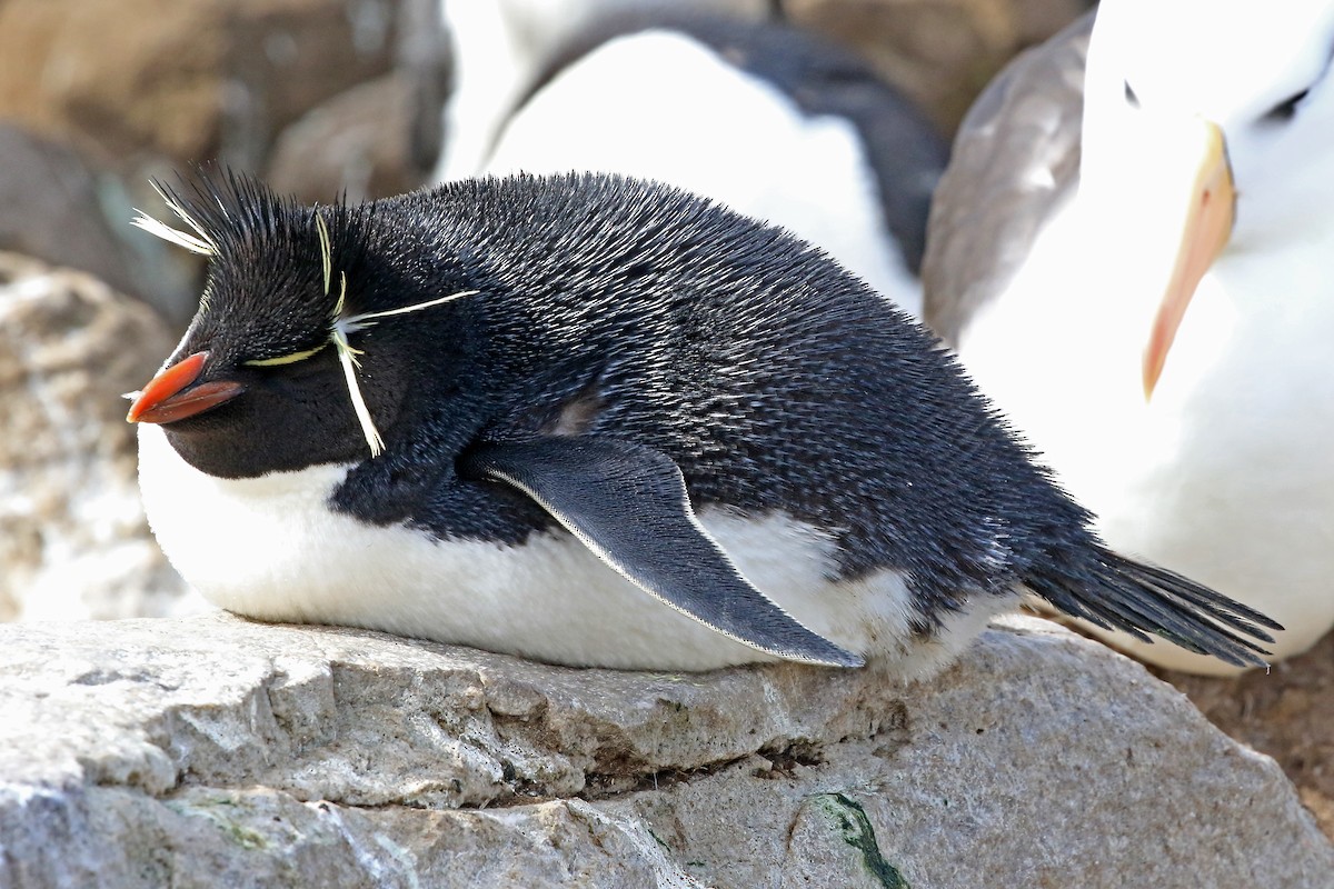 Southern Rockhopper Penguin (Western) - Phillip Edwards