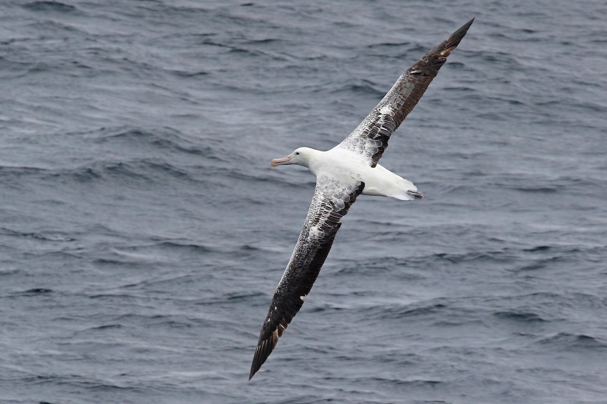 Southern Royal Albatross - Phillip Edwards