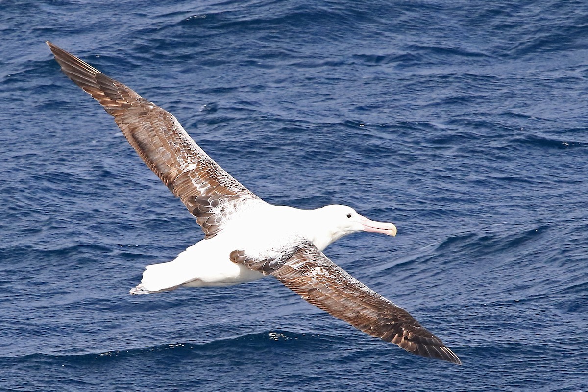 Southern Royal Albatross - Phillip Edwards