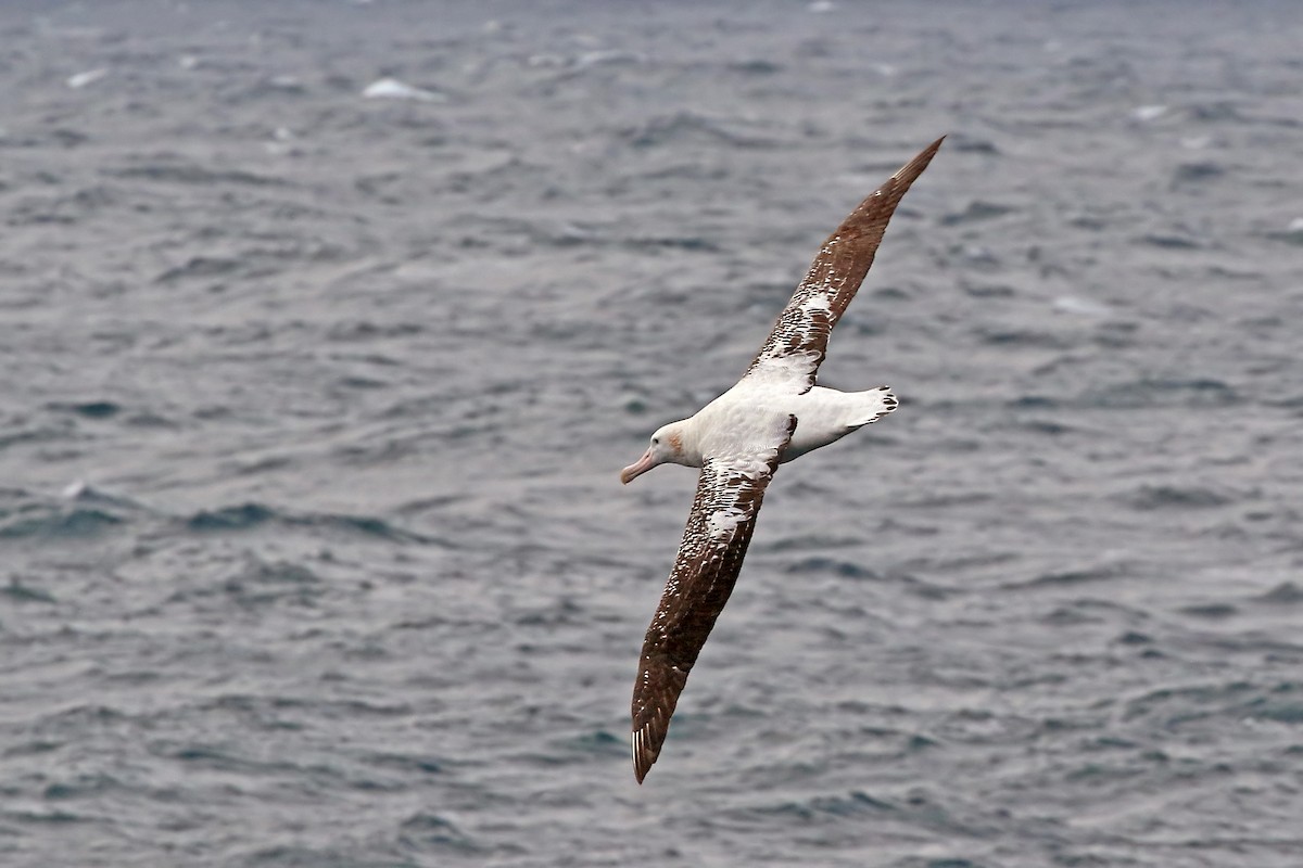 Snowy Albatross - Phillip Edwards
