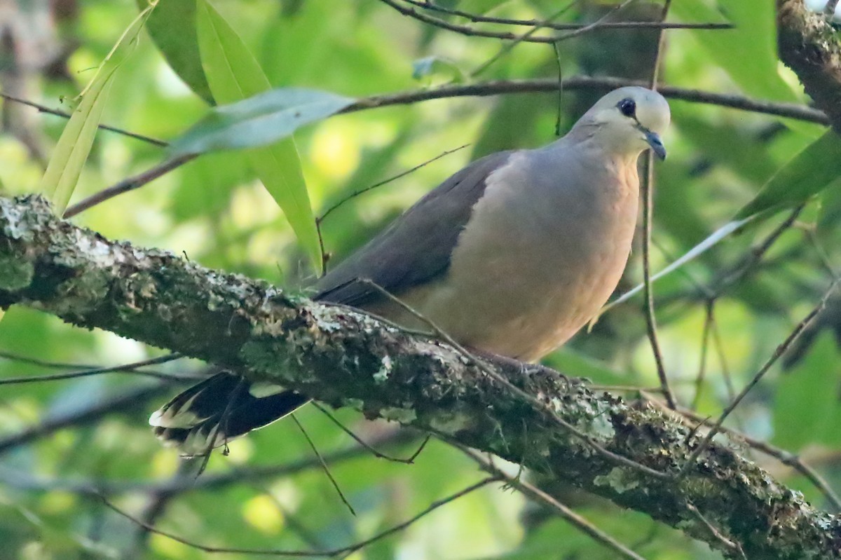 Large-tailed Dove - Phillip Edwards