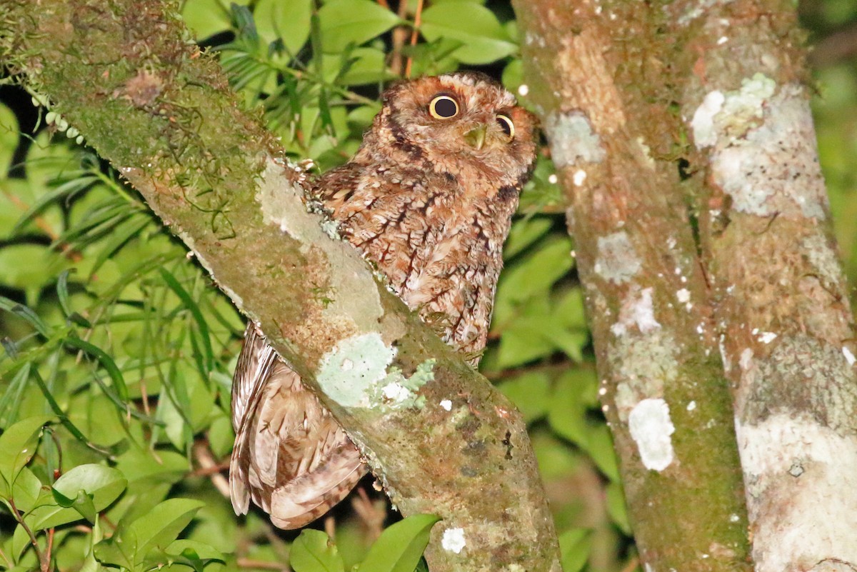 Montane Forest Screech-Owl - ML204862871