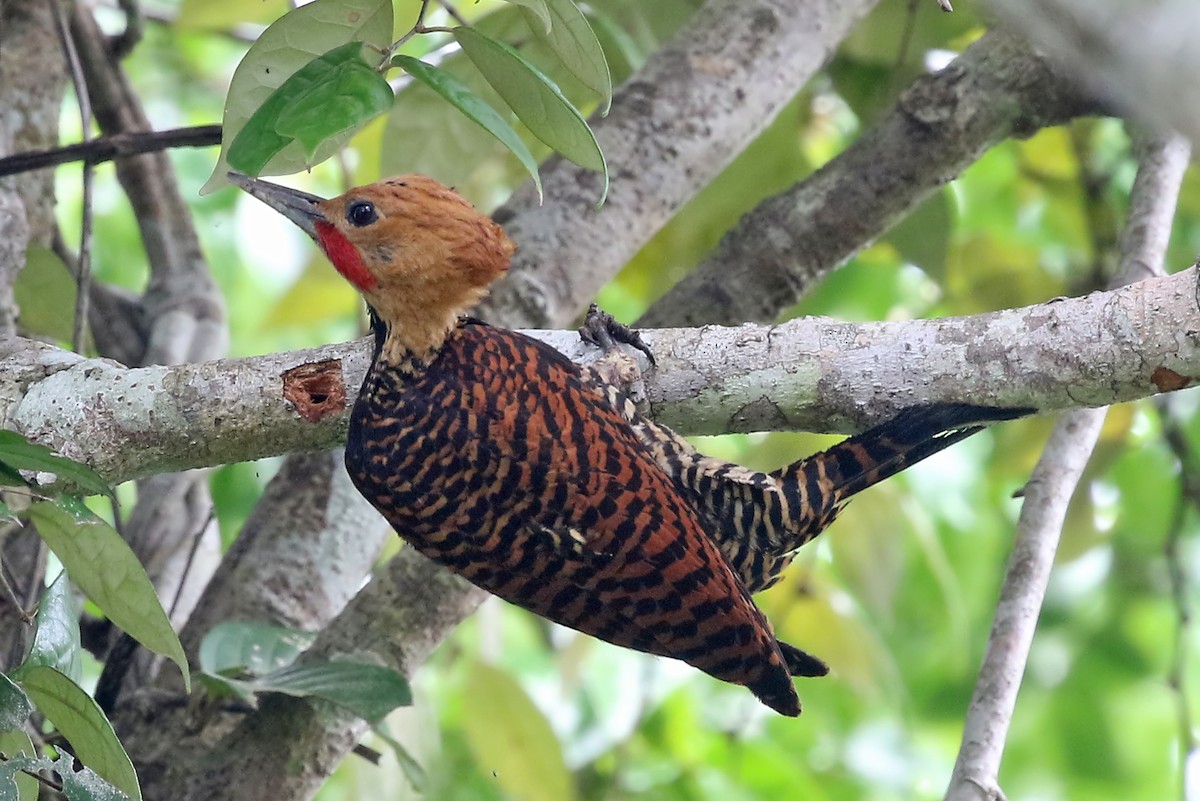 Ringed Woodpecker (Atlantic Black-breasted) - Phillip Edwards