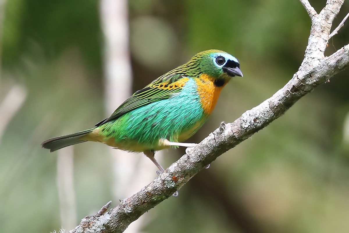 Brassy-breasted Tanager - ML204863241