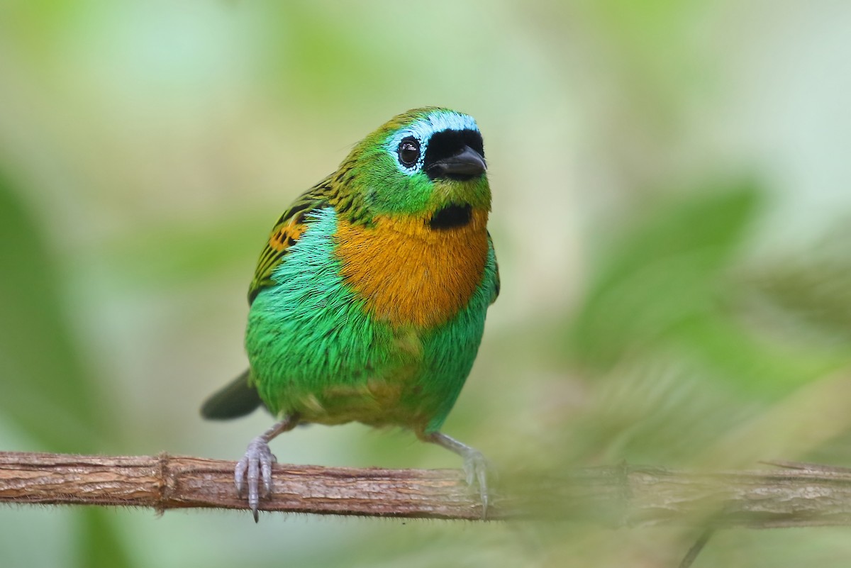 Brassy-breasted Tanager - ML204863251