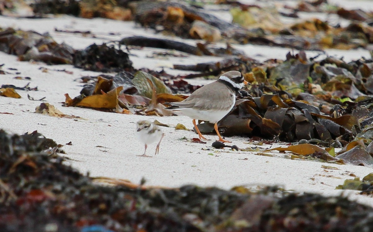 Common Ringed Plover - ML204863611