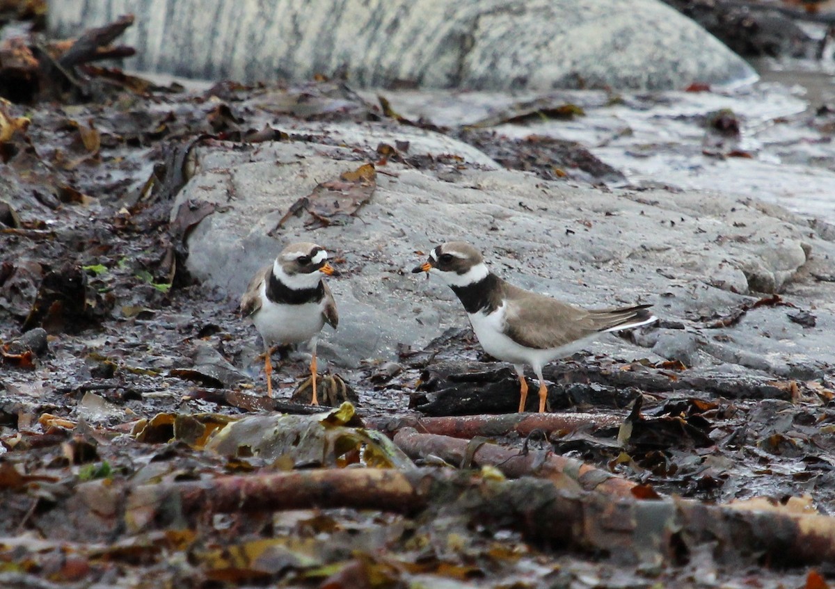 Common Ringed Plover - ML204863621