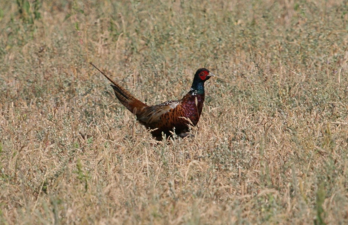 Ring-necked Pheasant - Luis Mario Arce