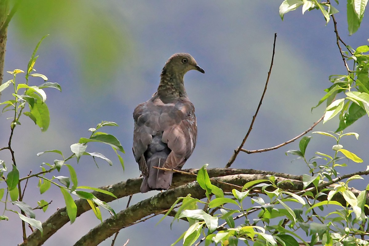 Speckled Wood-Pigeon - ML204864161