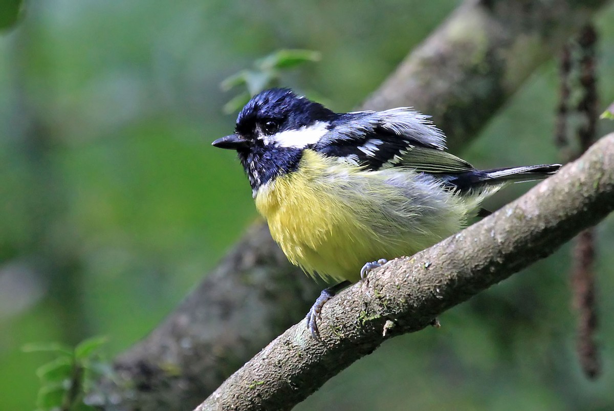 Yellow-bellied Tit - Phillip Edwards
