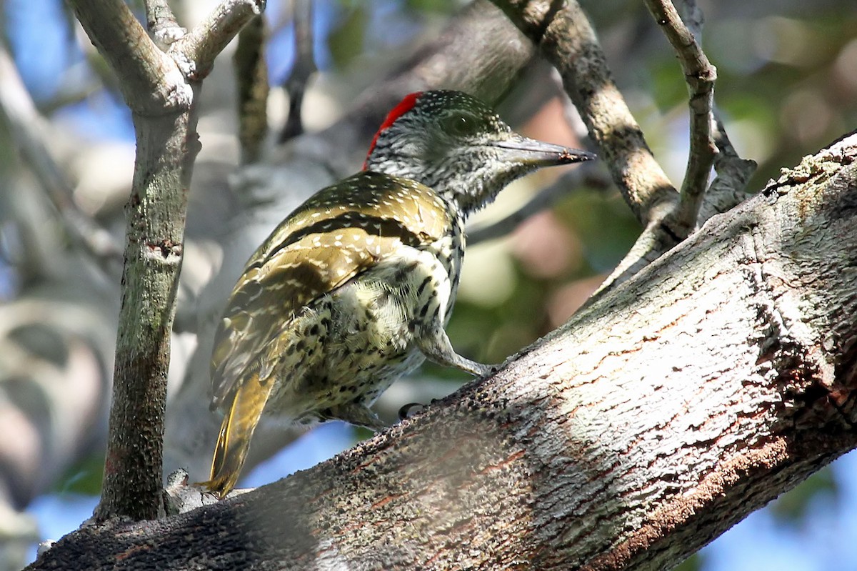 Golden-tailed Woodpecker (Golden-tailed) - Phillip Edwards