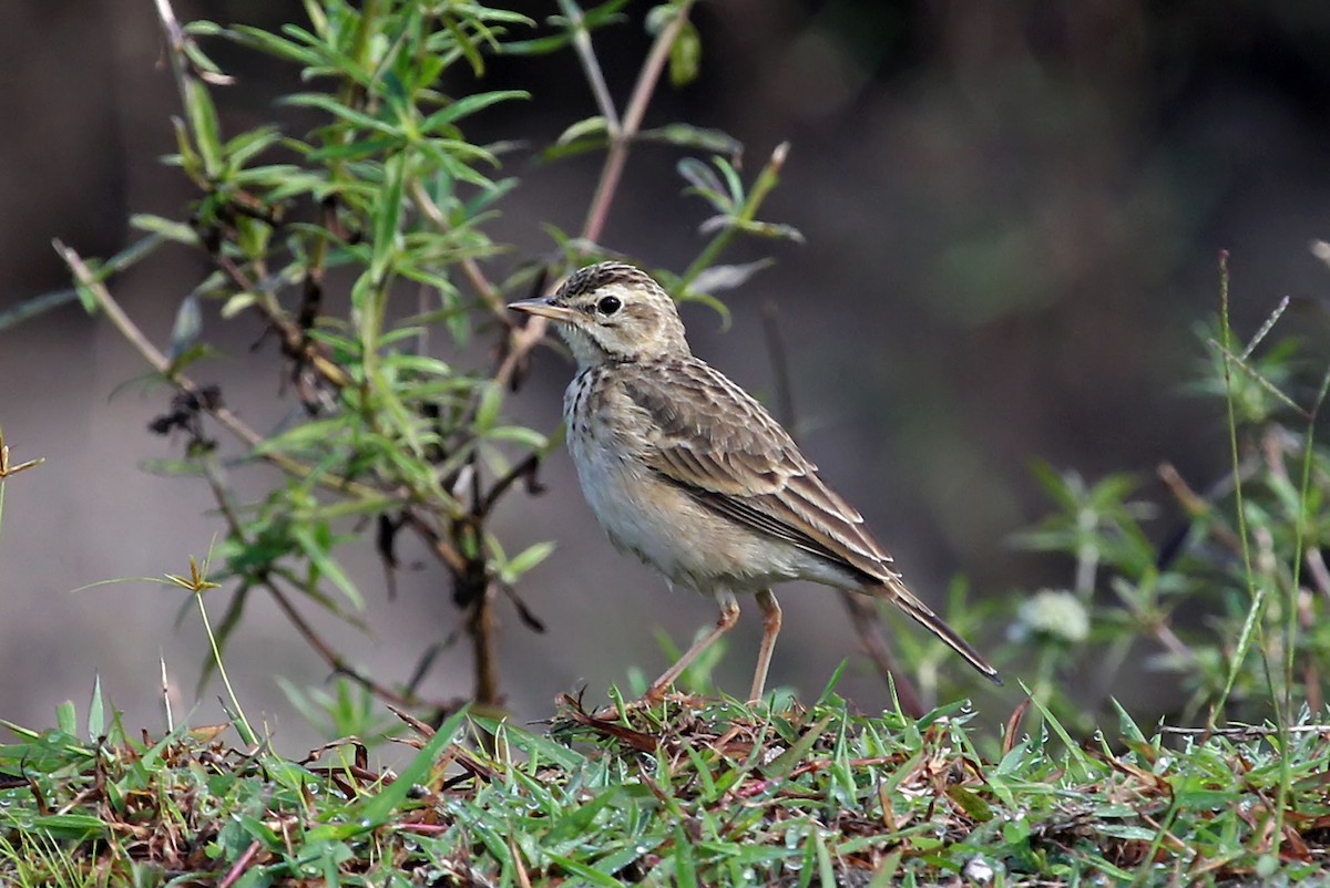 African Pipit (African) - ML204864351