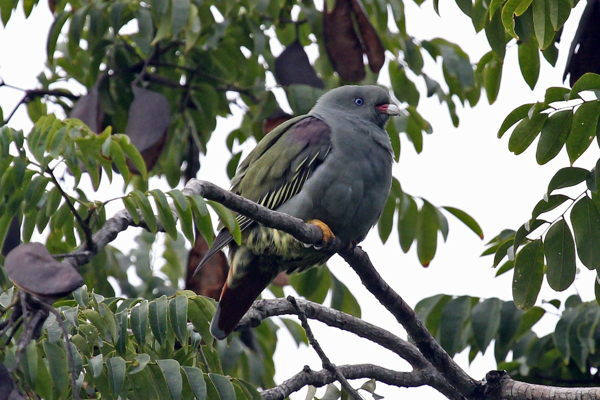 Pemba Green-Pigeon - Phillip Edwards